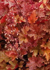 Heuchera 'Ginger Peach'